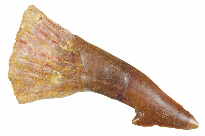 Bargain, Fossil Sawfish (Onchopristis) Rostral Barb - Morocco #356402